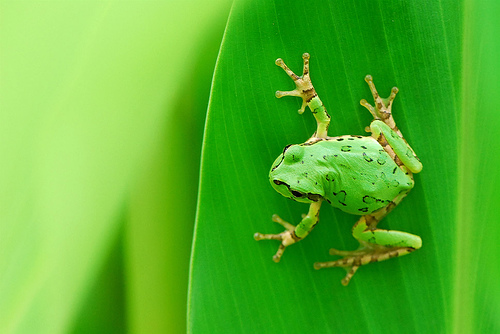 grenouille