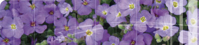 fleur